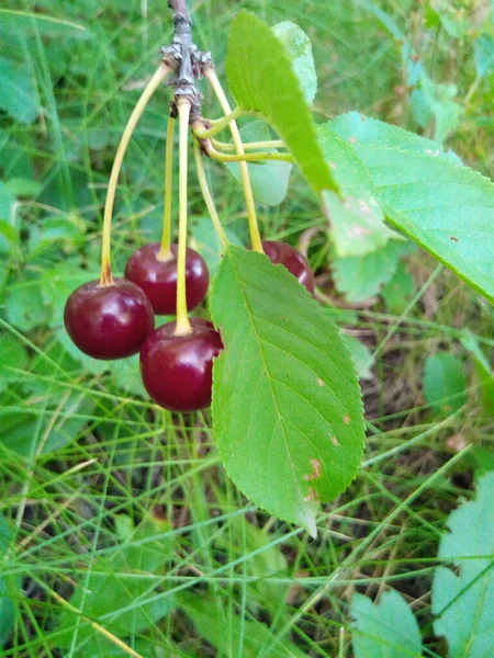 Cerezas Maduras Una Rama Con Hojas Verdes Jardín Del Parque —  Fotos de Stock