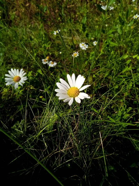 Blommande Prästkragar Ljus Äng Parkens Trädgård — Stockfoto