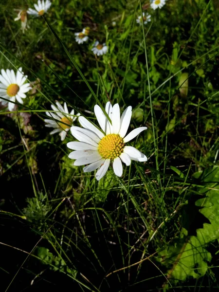 Blommande Prästkragar Ljus Äng Parkens Trädgård — Stockfoto