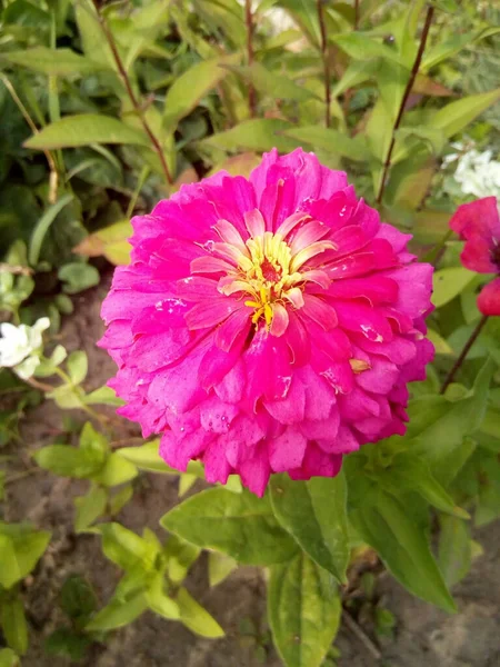 Orange Red Carnations Blue Leaves Flowers Snow — Stock Photo, Image