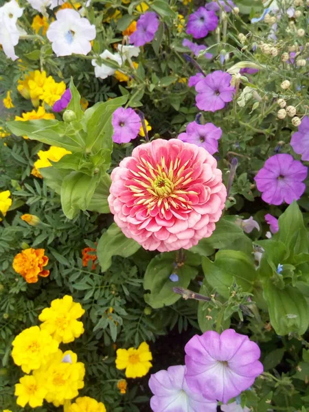 Bahçedeki Pembe Şakayık Funky Çiçek — Stok fotoğraf