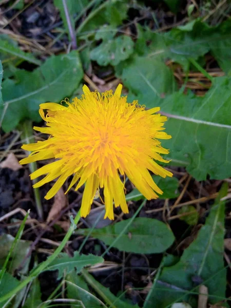 Fleur Chrysanthème Jaune Sur Pelouse Verte Parc Jardin — Photo