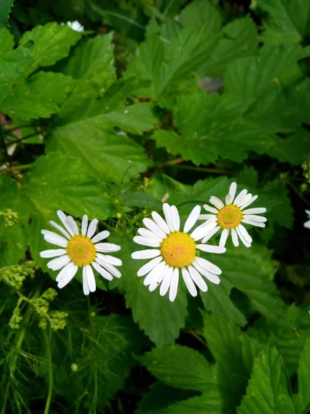 Marguerites Fleuries Sur Une Prairie Lumineuse Dans Jardin Parc — Photo