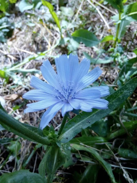 Cornflower Azul Prado Verde Parque Verão — Fotografia de Stock