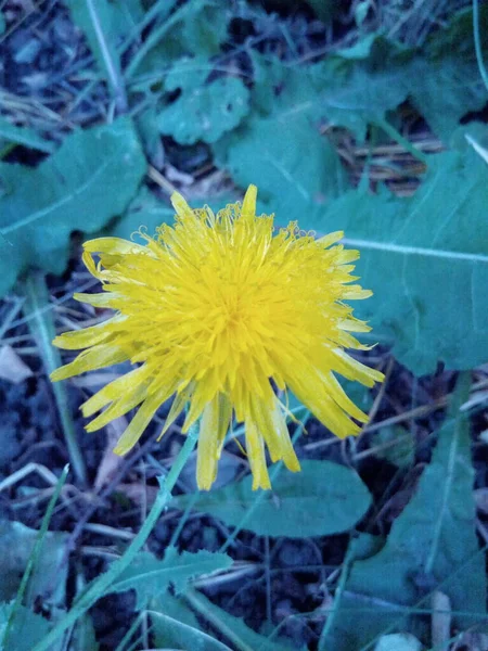 Żółty Chryzantema Kwiat Zielonym Trawniku Parku Ogrodowego — Zdjęcie stockowe
