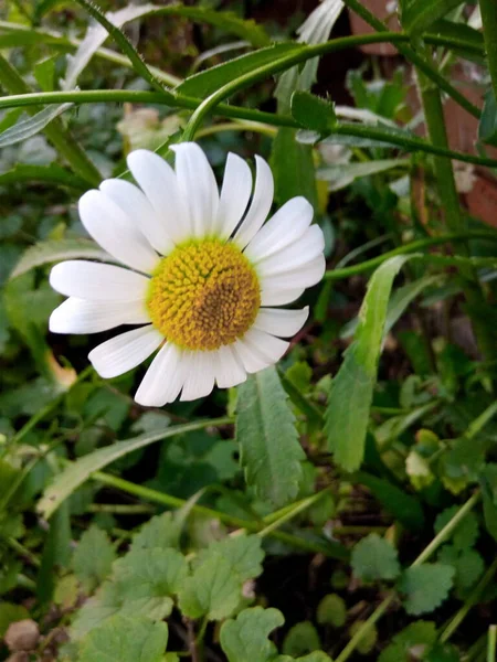 Blommande Prästkragar Ljus Äng Parkens Trädgård — Stockfoto