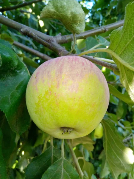 apple on a tree in the green garden of the park