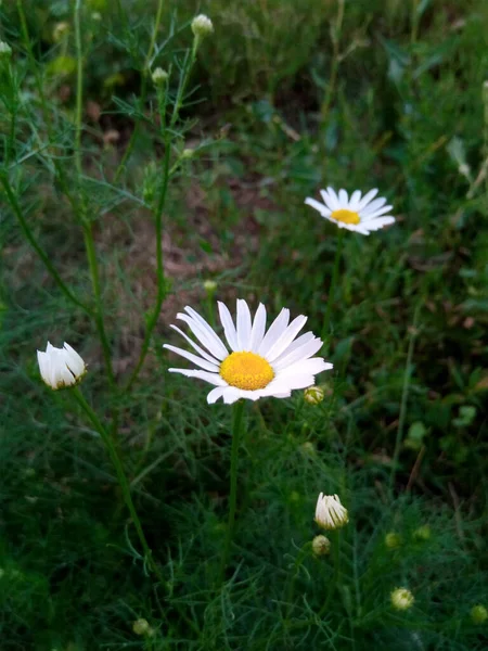 Marguerites Fleuries Sur Une Prairie Lumineuse Dans Jardin Parc — Photo