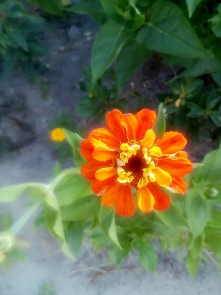 Claveles Color Naranja Rojo Con Flores Hojas Azules Nieve —  Fotos de Stock