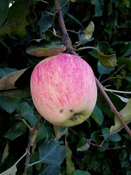 Apfel Auf Einem Zweig Mit Blättern Grünen Garten Eines Sommerparks — Stockfoto