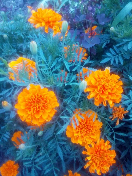 Cravos Laranja Vermelho Com Folhas Azuis Flores Neve — Fotografia de Stock