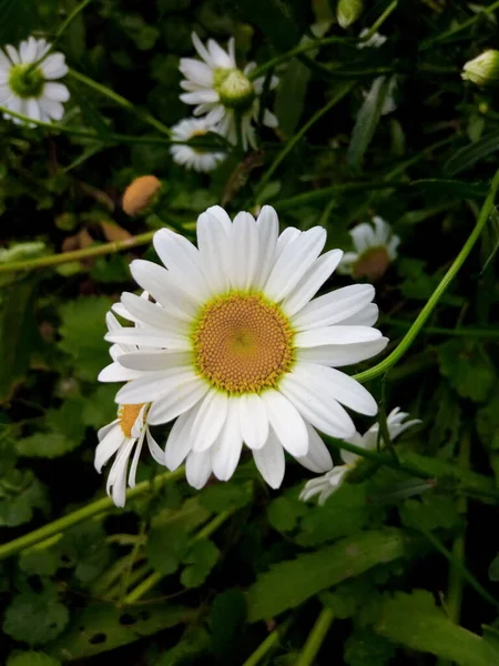 Parktaki bahçedeki parlak bir çayırda çiçek açan papatyalar.