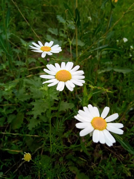 公園の庭の明るい牧草地にデイジーを咲かせ — ストック写真