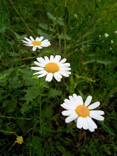 Bloeiende Madeliefjes Een Heldere Weide Het Park Tuin — Stockfoto