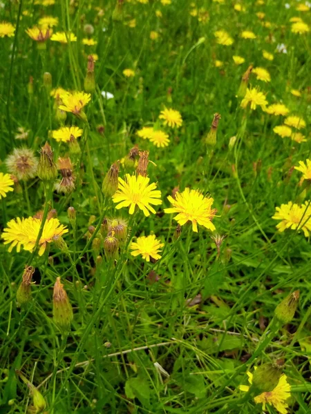 Κίτρινο Χρυσάνθεμο Λουλούδι Στο Πράσινο Γκαζόν Του Πάρκου Κήπου — Φωτογραφία Αρχείου