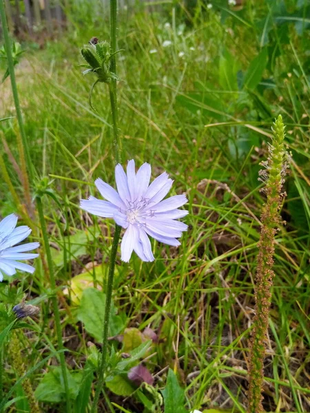 Bleuet Bleu Sur Prairie Verte Dans Parc Été — Photo