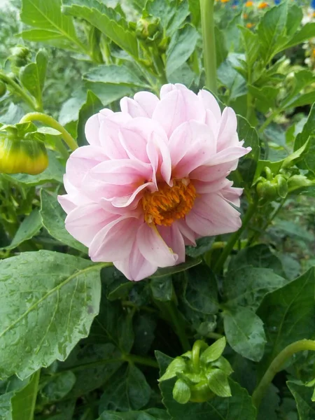庭のピンク牡丹ファンキーな花 — ストック写真
