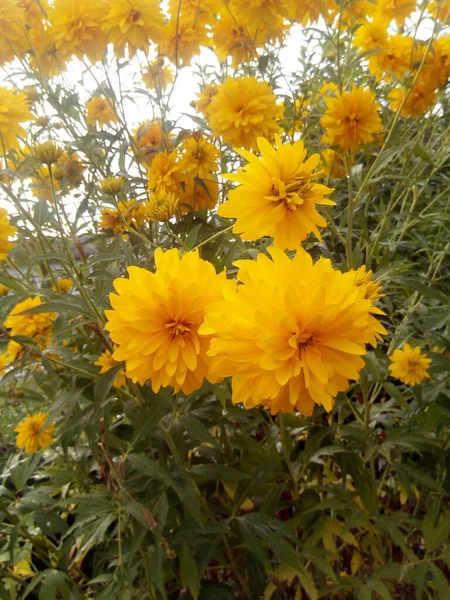Słoneczny Kwiat Letnim Ogrodzie Parku — Zdjęcie stockowe