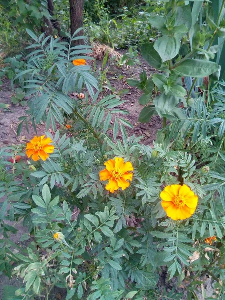 Fleurs Ensoleillées Dans Jardin Été Parc — Photo