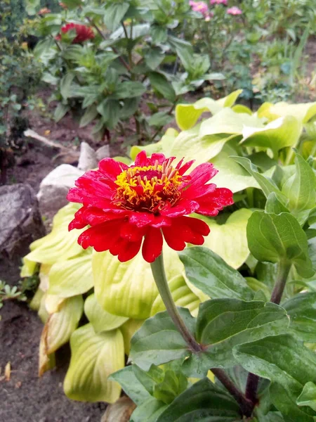 Claveles Color Naranja Rojo Con Flores Hojas Azules Nieve — Foto de Stock