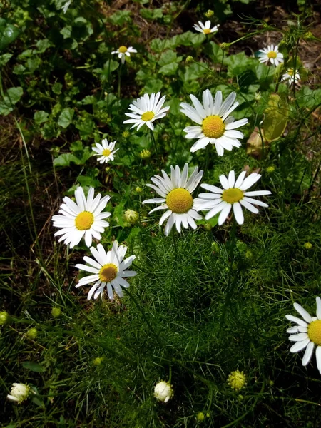 Marguerites Fleuries Sur Une Prairie Lumineuse Dans Jardin Parc — Photo