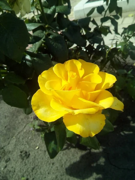 Rose Rose Partir Feuilles Vertes Dans Jardin Été — Photo