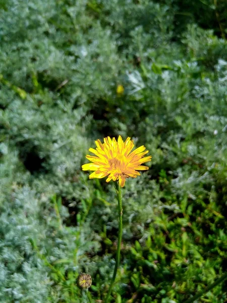 Żółty Chryzantema Kwiat Zielonym Trawniku Parku Ogrodowego — Zdjęcie stockowe