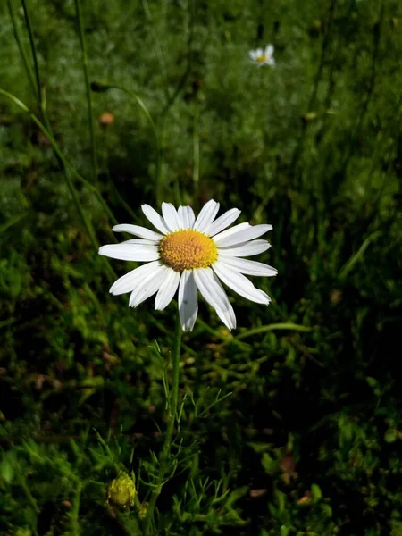 公園の庭の明るい牧草地にデイジーを咲かせ — ストック写真