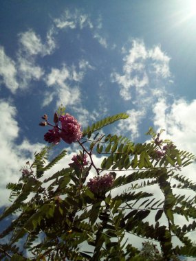 Güneşli bir günde ağaçların üzerinde beyaz bulut