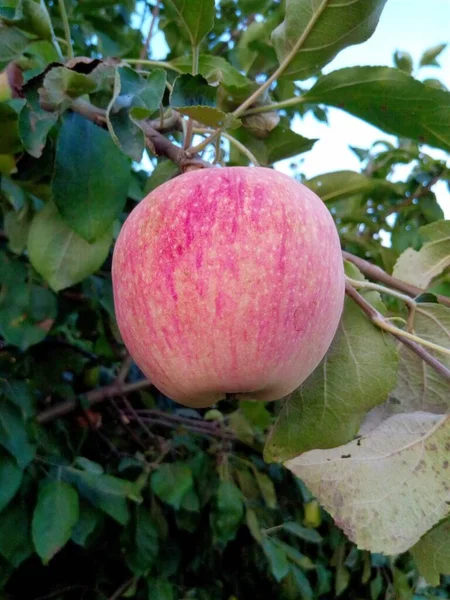 Apfel Auf Einem Zweig Mit Blättern Grünen Garten Eines Sommerparks — Stockfoto