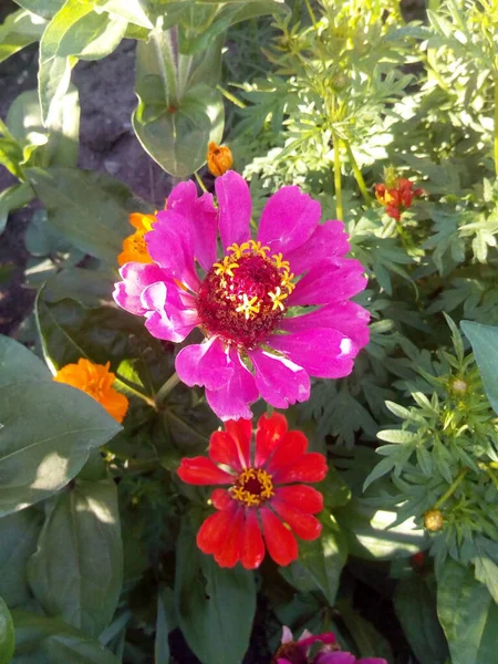 Claveles Color Naranja Rojo Con Flores Hojas Azules Nieve —  Fotos de Stock