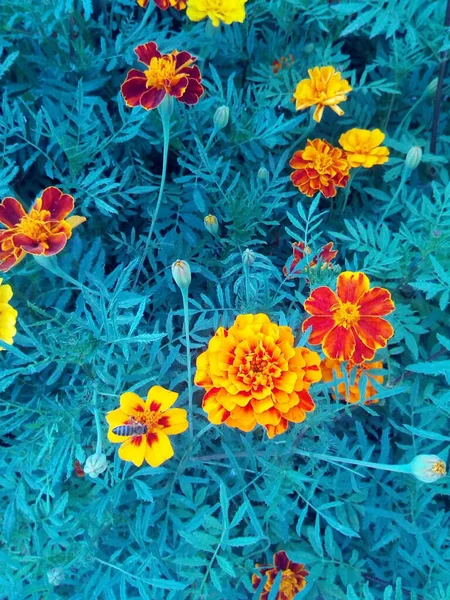 Oeillets Orange Rouge Avec Des Feuilles Bleues Fleurs Dans Neige — Photo