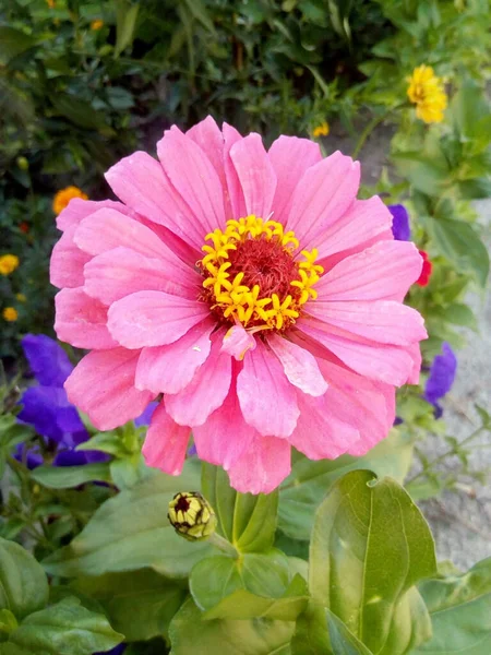 Orange Och Röda Nejlikor Med Blå Blad Blommor Snön — Stockfoto