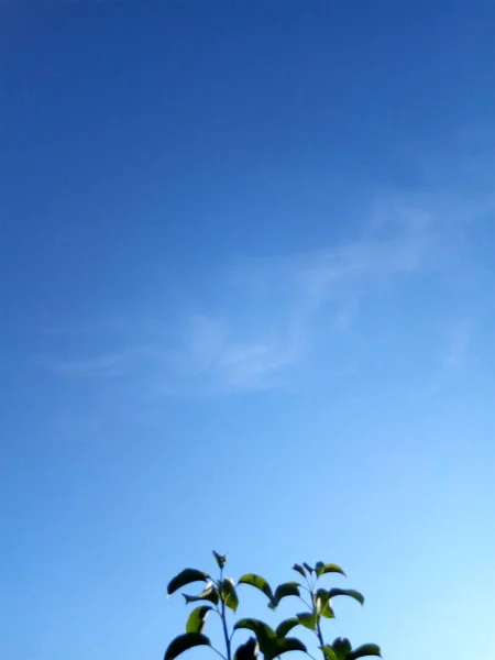 Ciel Bleu Sans Nuages Par Une Journée Été Ensoleillée — Photo