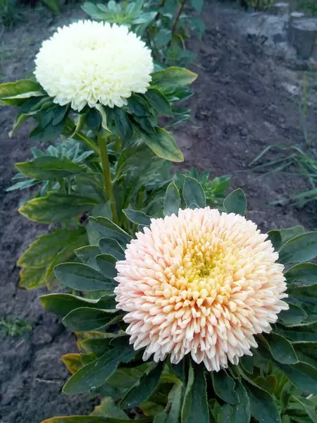 Claveles Color Naranja Rojo Con Flores Hojas Azules Nieve — Foto de Stock