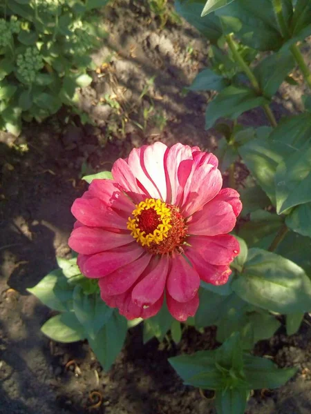 Orange Red Carnations Blue Leaves Flowers Snow — Stock Photo, Image