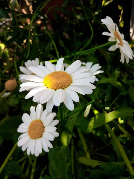 Цветущие Маргаритки Ярком Лугу Саду Парка — стоковое фото