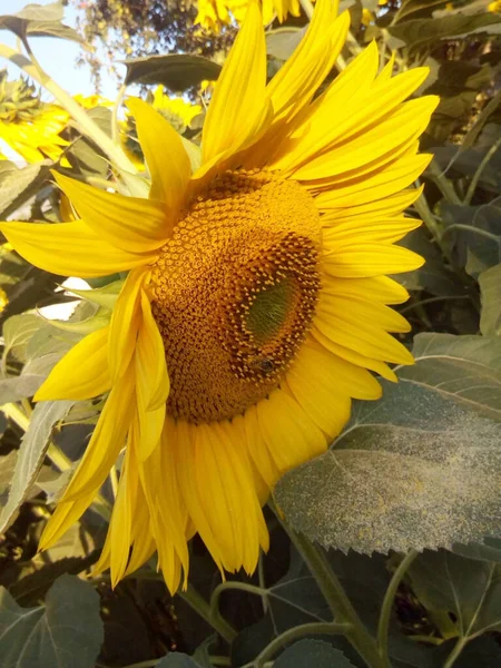 Fleurs Ensoleillées Dans Jardin Été Parc — Photo