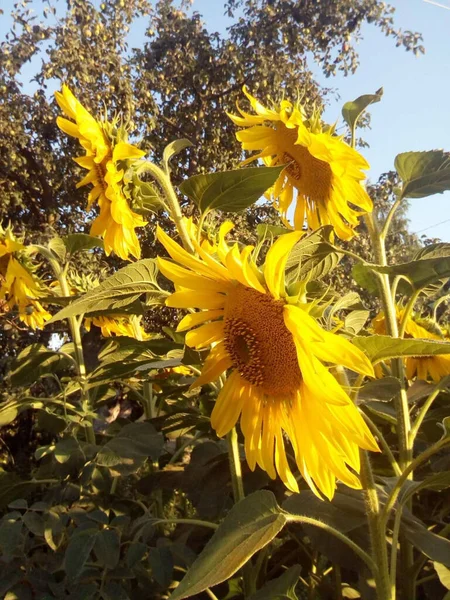 sunny flower in the summer garden of the park