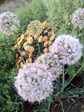 Karda mavi yapraklı turuncu ve kırmızı karanfiller