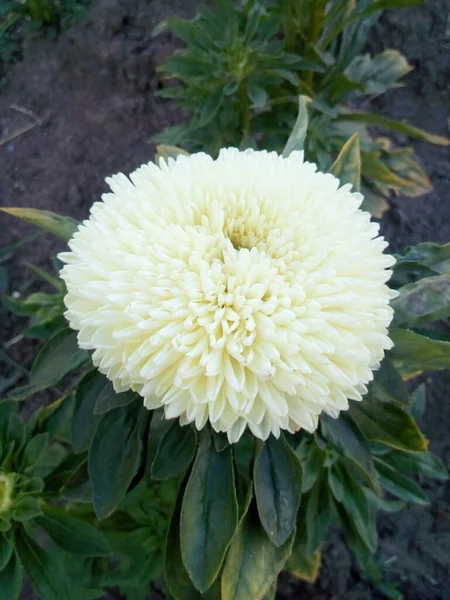 Orange Red Carnations Blue Leaves Flowers Snow — Stock Photo, Image