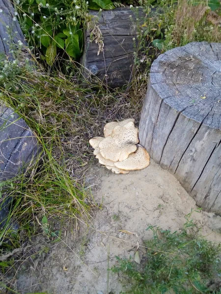 Bahçedeki gölgeli çimenlikte büyük bir porcini mantarı.