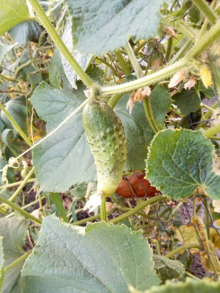 Green Cucumber Branch Leaves Summer Park — Stock Photo, Image