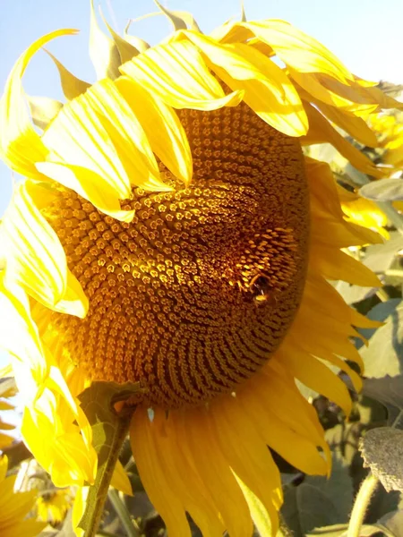 Slunečný Květ Letní Zahradě Parku — Stock fotografie