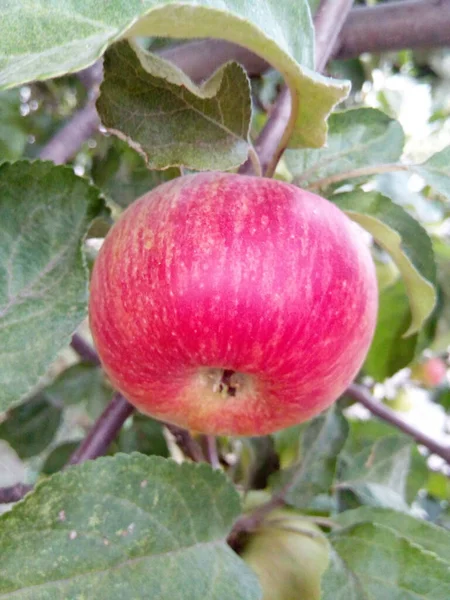 Jabłko Gałęzi Liśćmi Zielonym Ogrodzie Letniego Parku — Zdjęcie stockowe