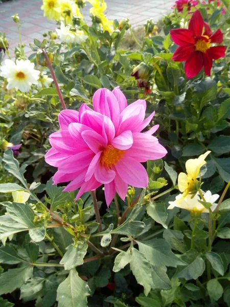 Claveles Color Naranja Rojo Con Flores Hojas Azules Nieve — Foto de Stock