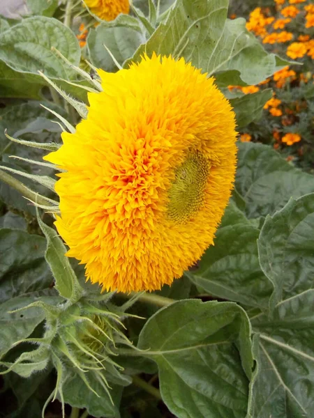 雪の中に青い葉の花を持つオレンジと赤のカーネーション — ストック写真