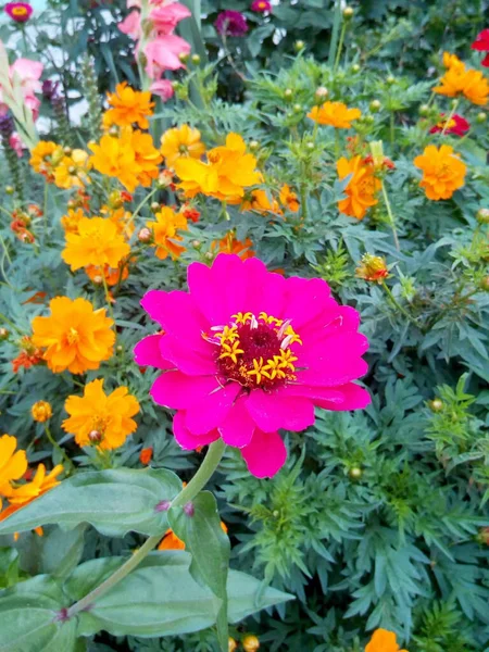 Claveles Color Naranja Rojo Con Flores Hojas Azules Nieve — Foto de Stock