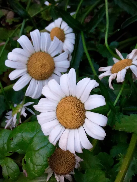 Blooming Daisies Bright Meadow Park Garden — Stock Photo, Image