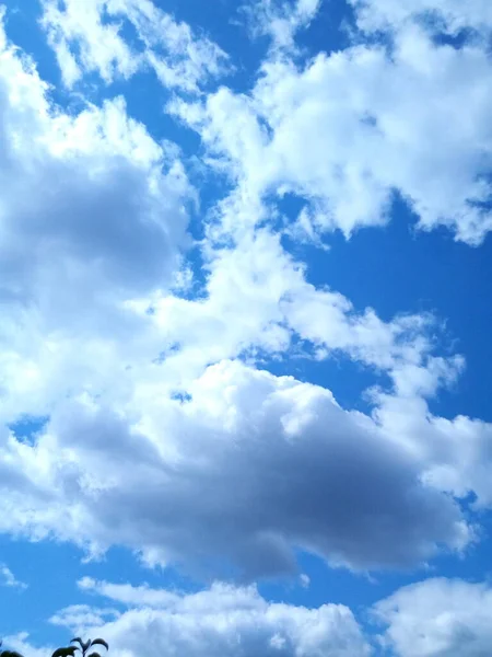 木々の冠を通して青い空の白い雲 — ストック写真